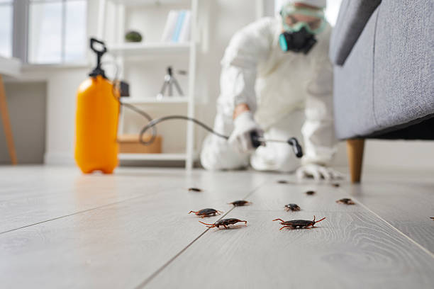 Post-Treatment Bed Bug Interceptor Monitoring in Siesta Key